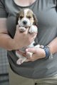 Afb_20120711_Bailey (2)